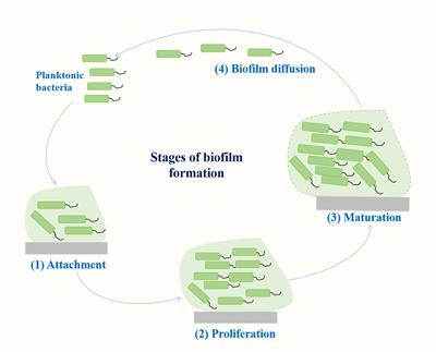 Relationship between biofilm formation and antibiotic resistance of Klebsiella pneumoniae and updates on antibiofilm therapeutic strategies